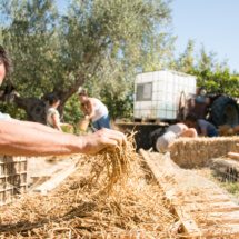 putting the straw for natural building